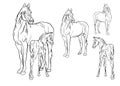 Set of ve ctor isolated monochrome hand-drawn images of a Mare with a foal Royalty Free Stock Photo